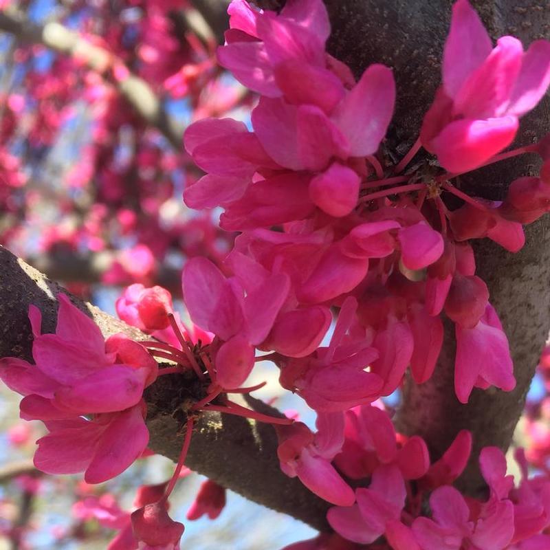 Cercis canadensis Appalachian Red