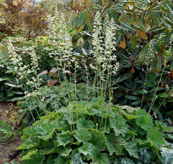 Heuchera macrorhiza Autumn Bride