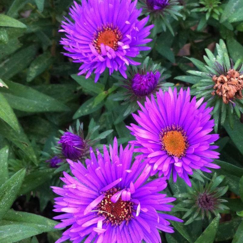 Aster novae-angliae Purple Dome