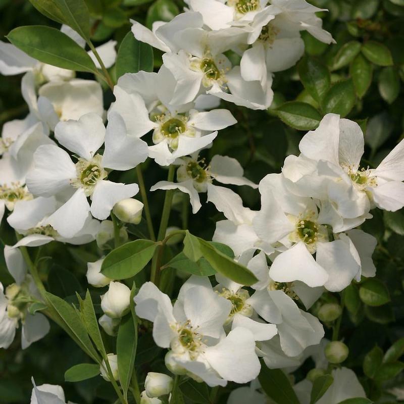 Exochorda x Niagara