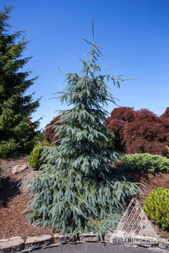 Picea engelmannii Bush's Lace