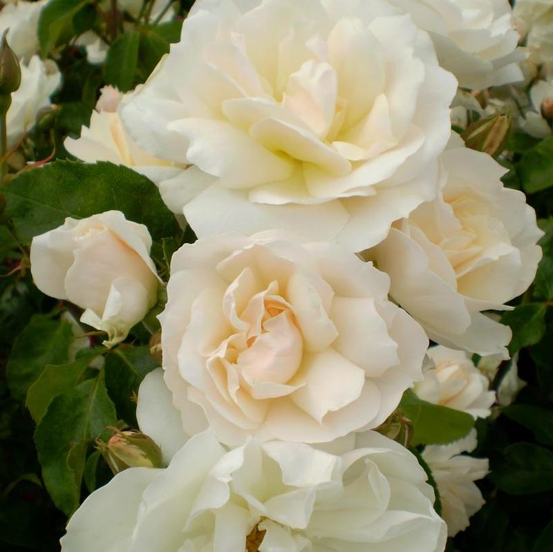 Rosa Easy Elegance® BAIcham