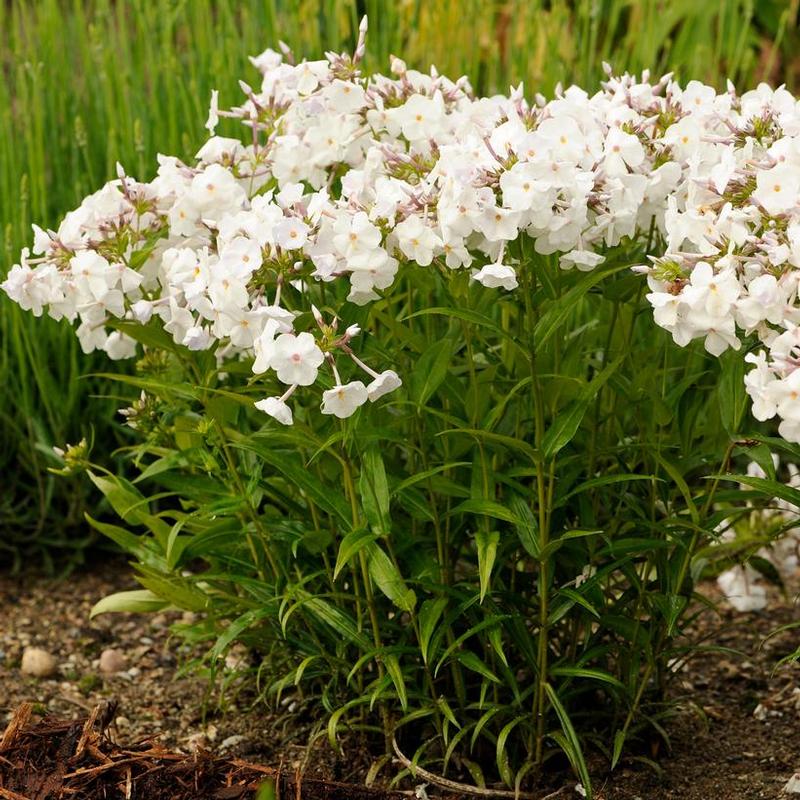 Phlox maculata x Minnie Pearl