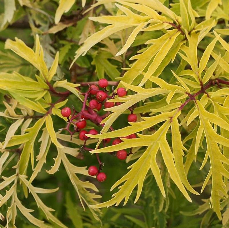 Sambucus racemosa SMNSRD4