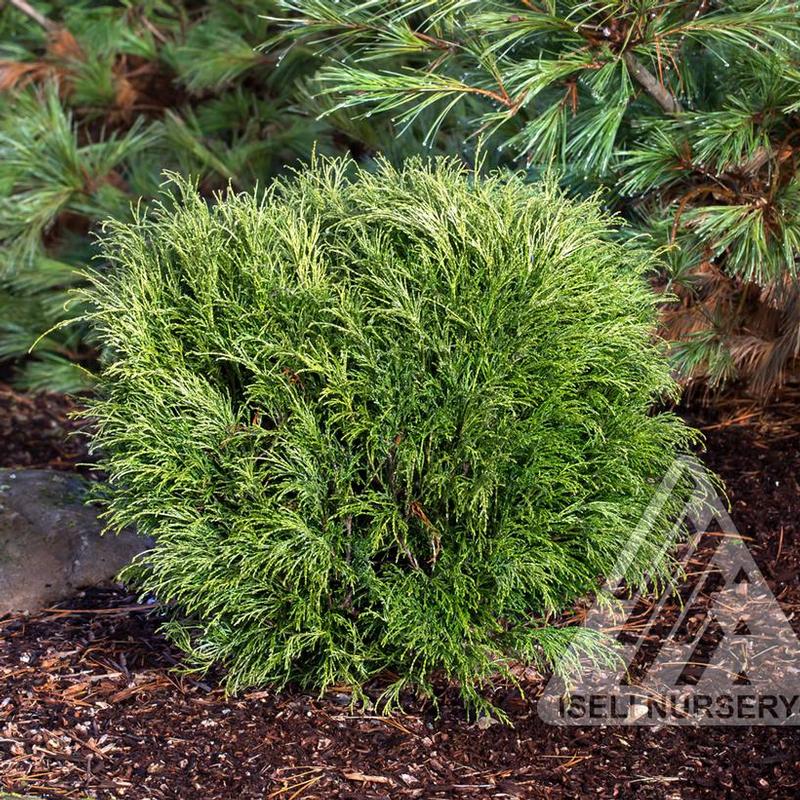 Chamaecyparis pisifera Angel Hair