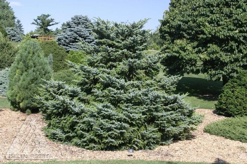 Picea bicolor Howell's Dwarf Tigertail