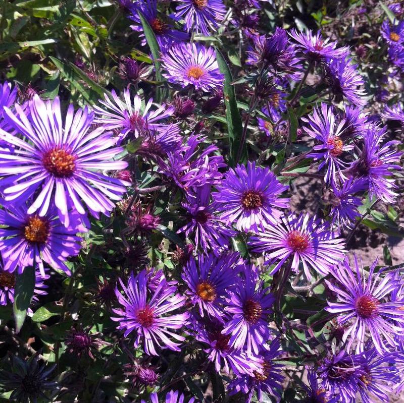 Aster novae-angliae 