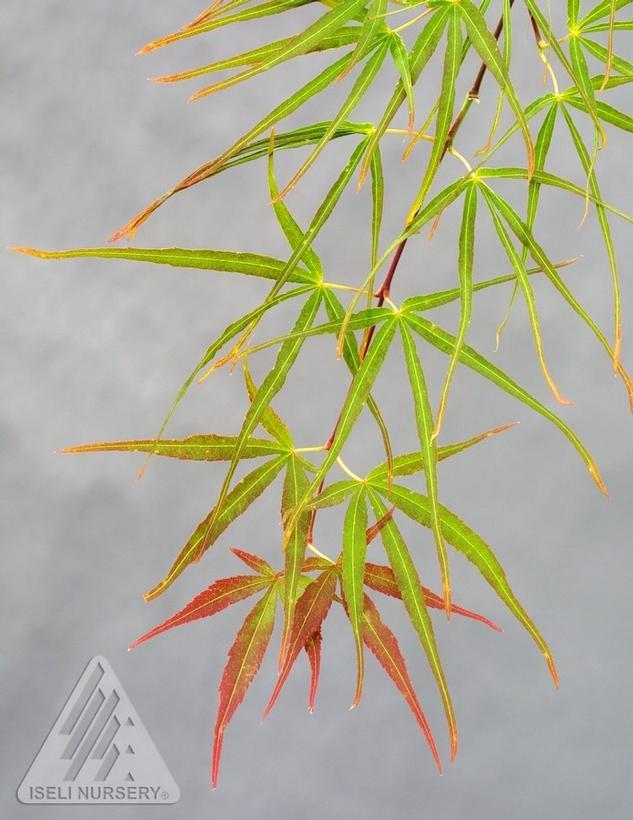 Acer palmatum Villa Taranto