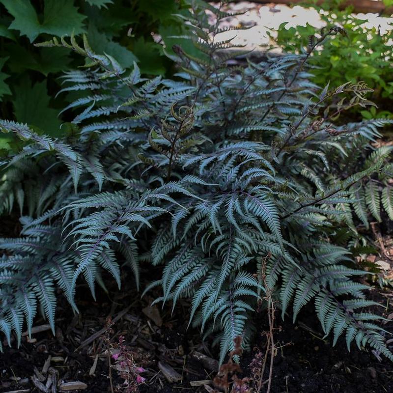 Athyrium x Godzilla