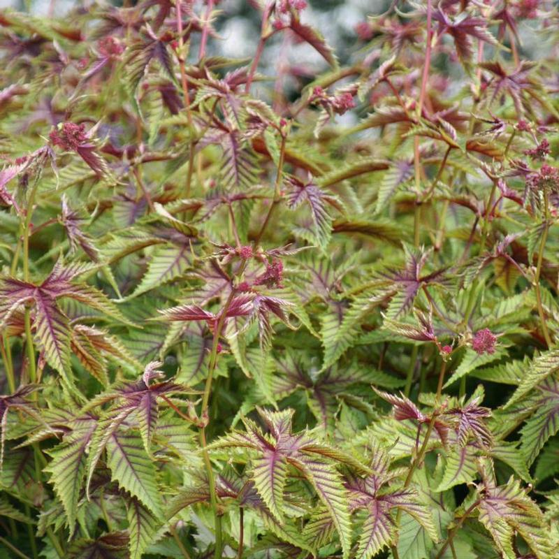 Filipendula x Red Umbrellas