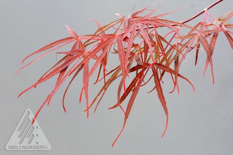 Acer palmatum Red Pygmy