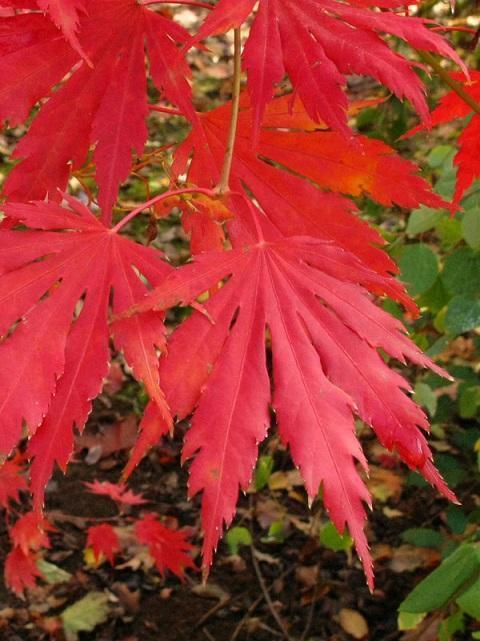 Acer pseudosieboldianum x palmatum Hasselkus