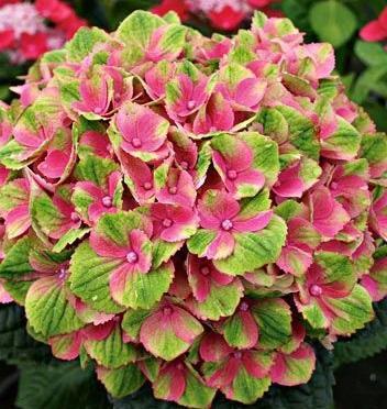 Hydrangea macrophylla Everlasting® Hokomathyst