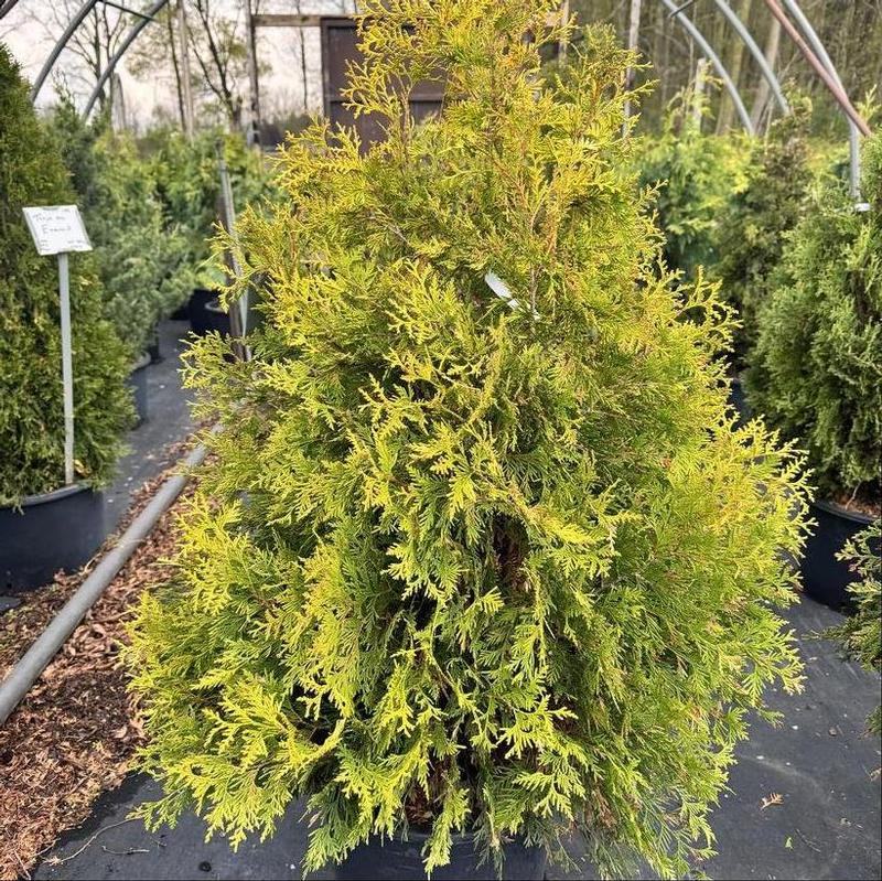 Thuja occidentalis Yellow Ribbon