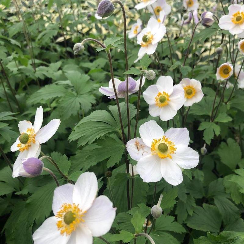 Anemone x hybrida Swan Elfin Swan