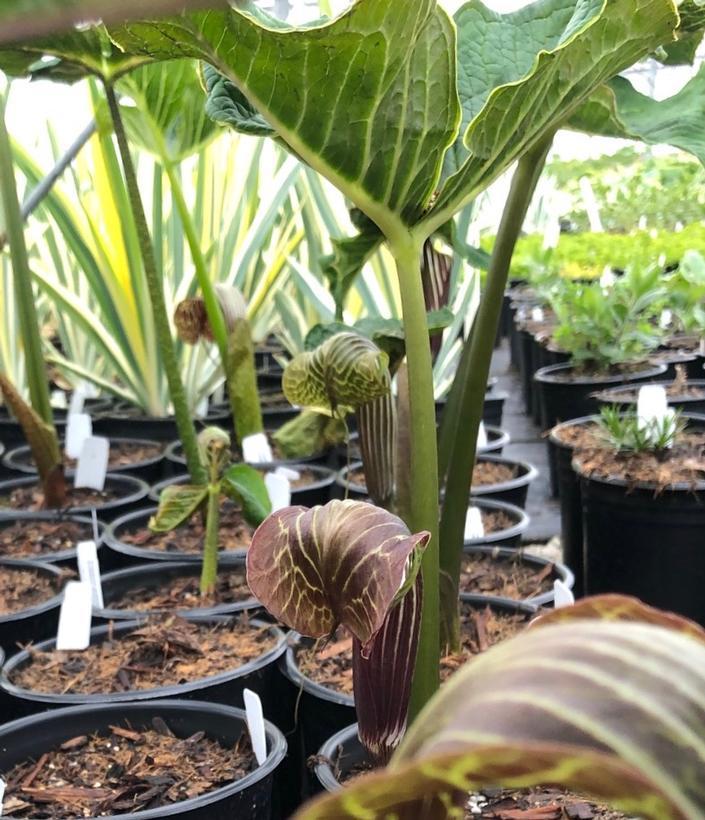 Arisaema griffithii 