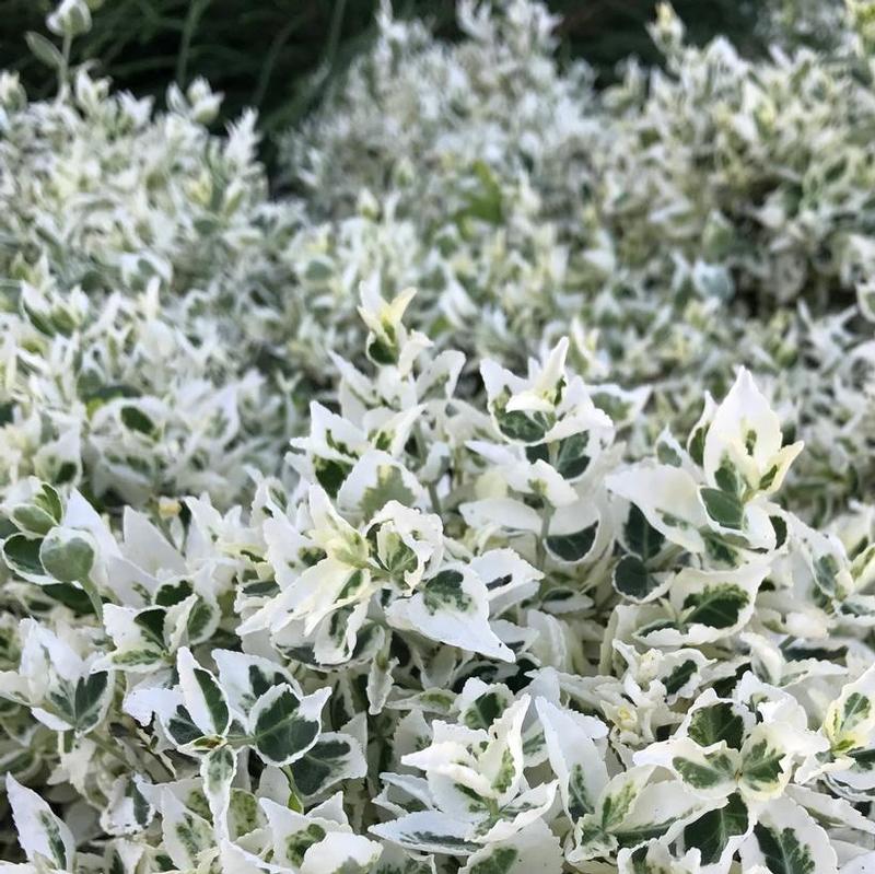 Euonymus fortunei Dandel