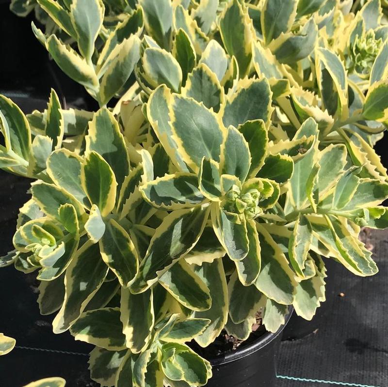 Sedum x Frosted Fire