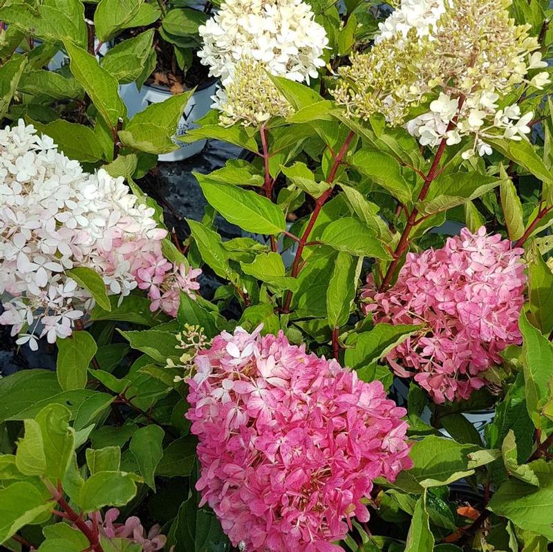 Hydrangea paniculata SMNHPRZEP