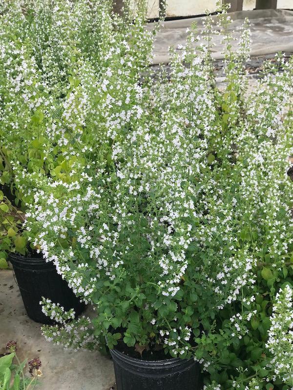 Calamintha nepeta ssp. glandulosa White Cloud