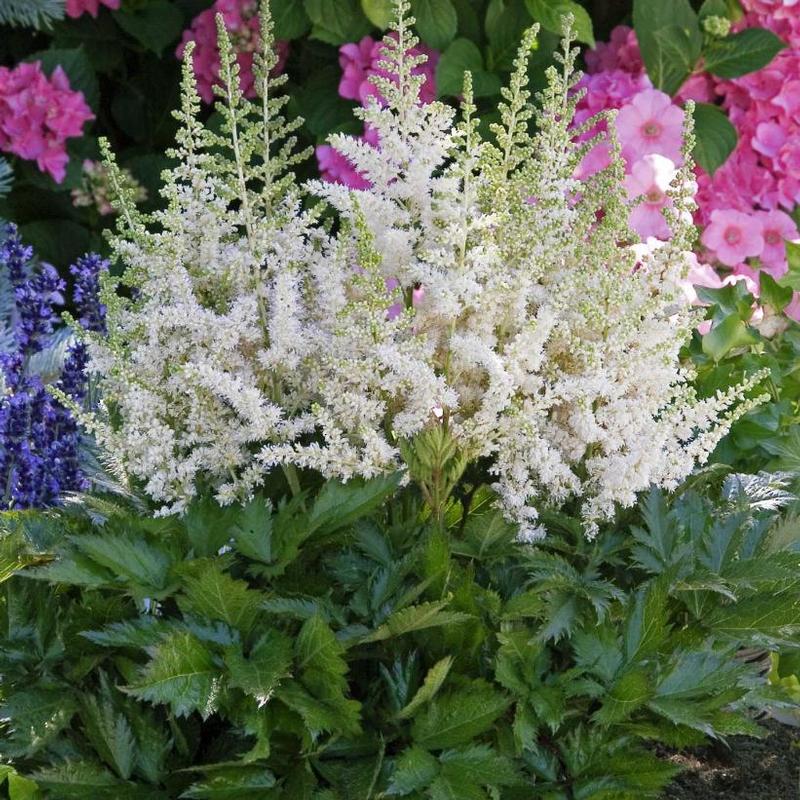 Astilbe chinensis Vision in White