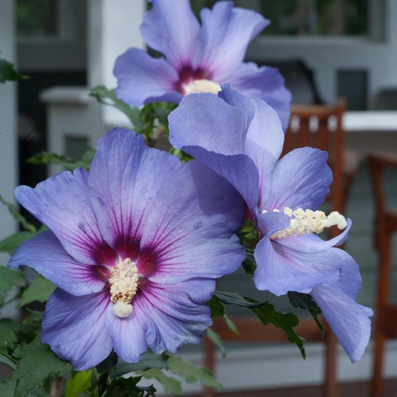 Hibiscus syriacus DVPazurri