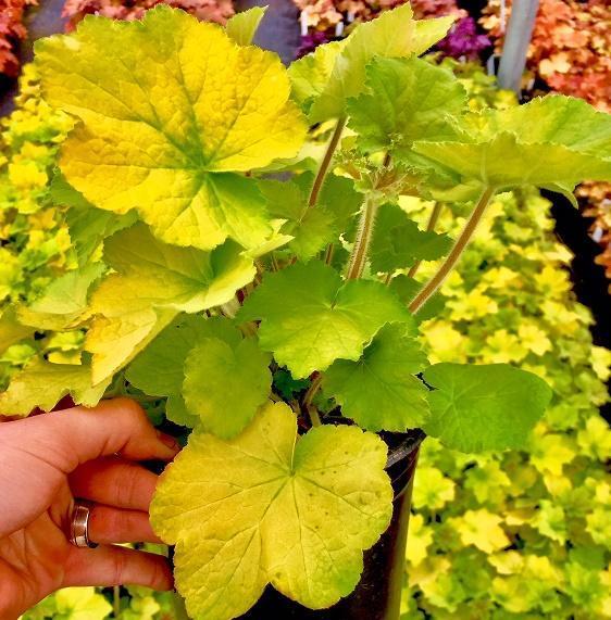 Heuchera x Guacamole