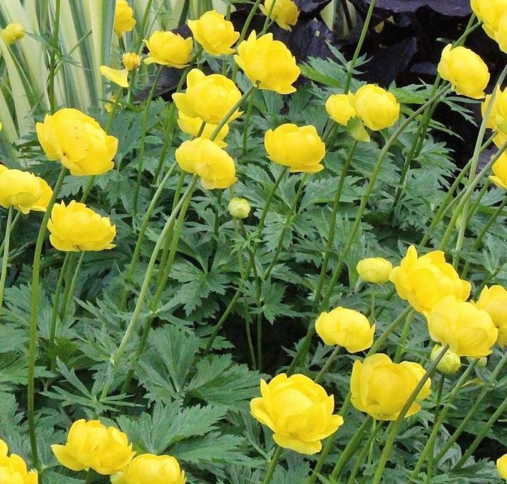 Trollius chinensis Lemon Queen