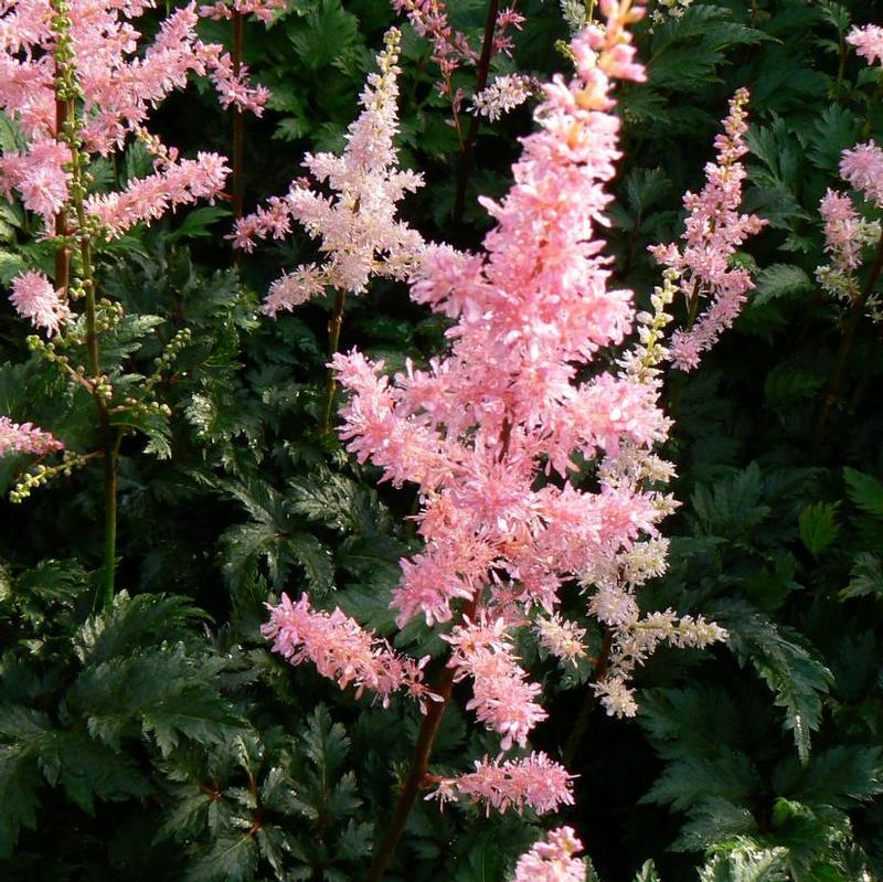 Astilbe crispa Perkeo