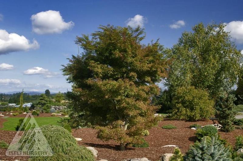 Acer palmatum Kamagata