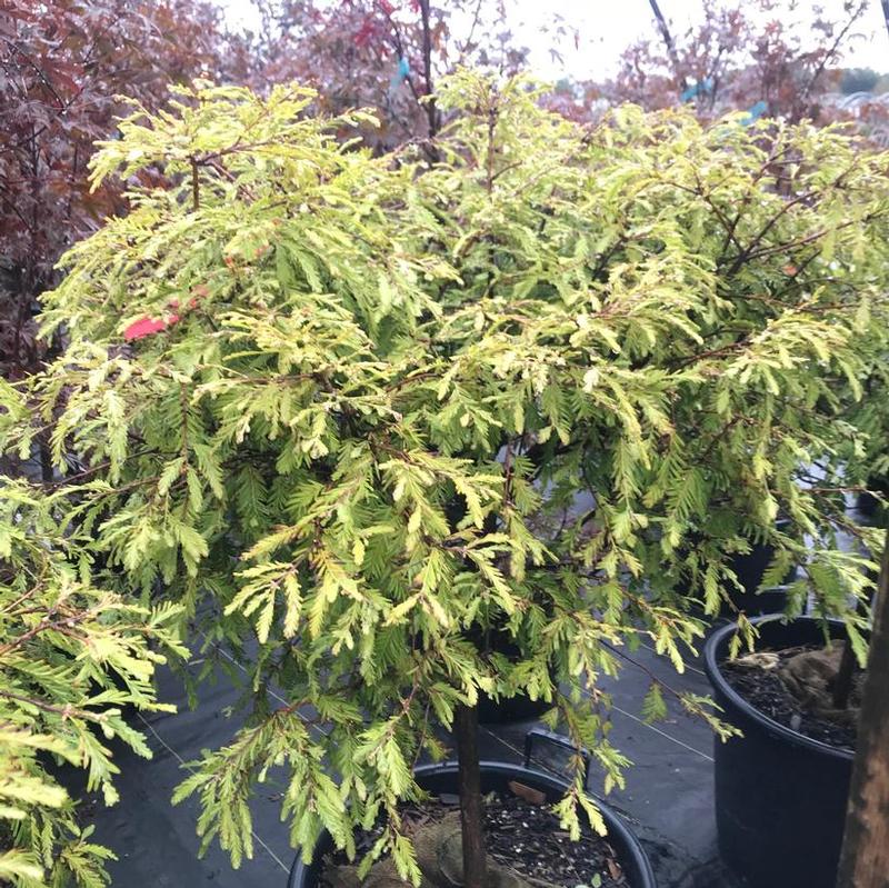 Metasequoia glyptostroboides Schirrmann's Nordlicht