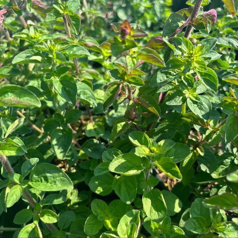 Origanum laevigatum Rosenkuppel