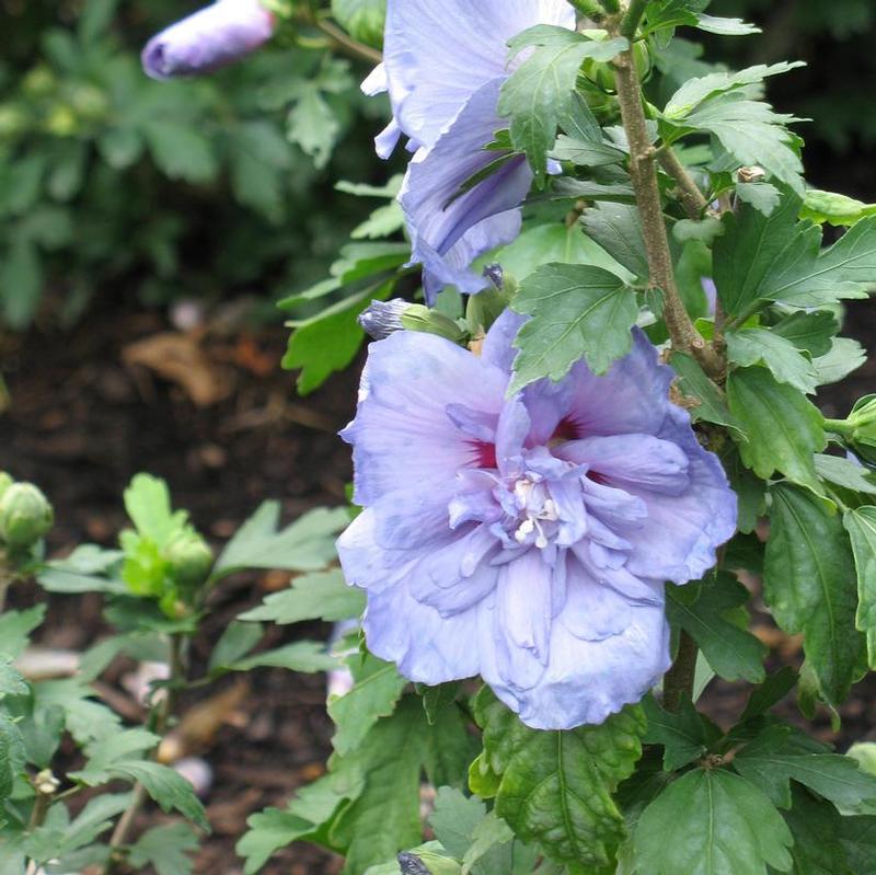 Hibiscus syriacus Chiffon® Notwoodthree