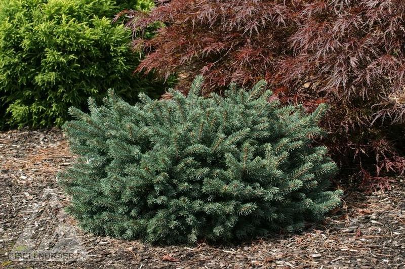 Picea pungens Waldbrunn