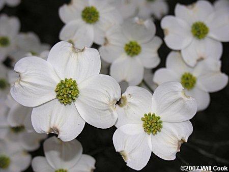 Cornus florida Pendula