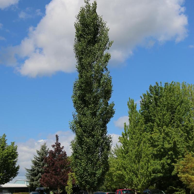 Populus tremuloides JFS-Column