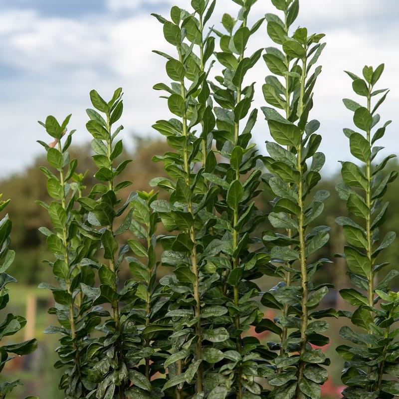 Ligustrum vulgare First Editions® Swift