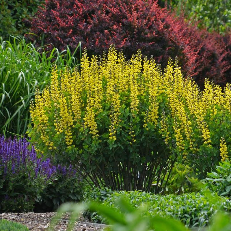 Baptisia x Decadence® Lemon Meringue