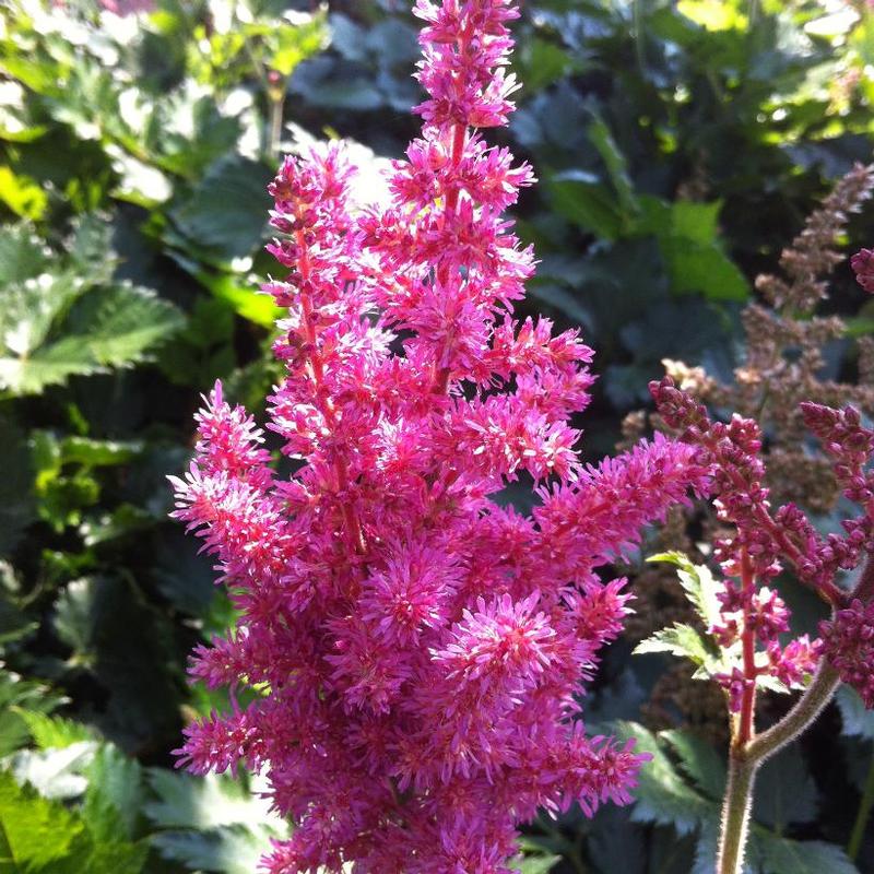 Astilbe chinensis Little Vision in Pink