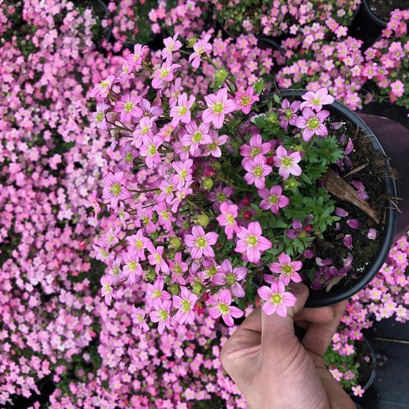 Saxifraga x Touran™ Pink