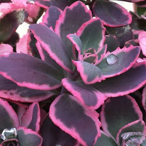 Sedum x Sunsparkler® Dream Dazzler