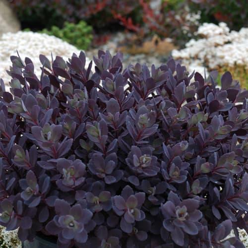 Sedum x Sunsparkler® Plum Dazzled