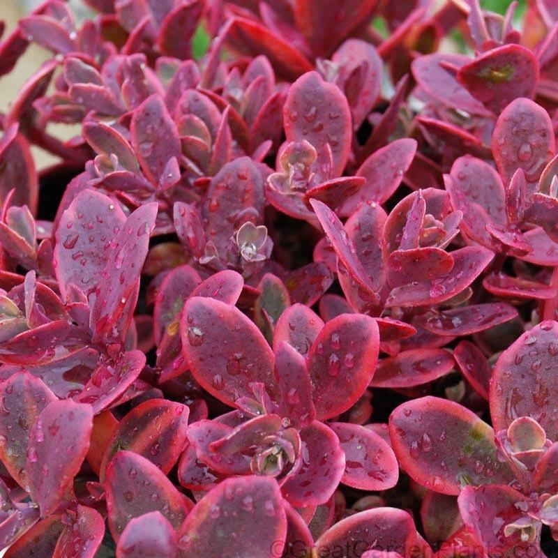 Sedum x Sunsparkler® Wildfire