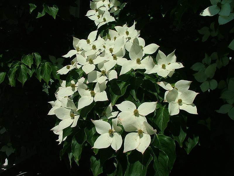 Cornus kousa Galzam