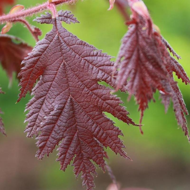 Corylus avellana Burgundy Lace