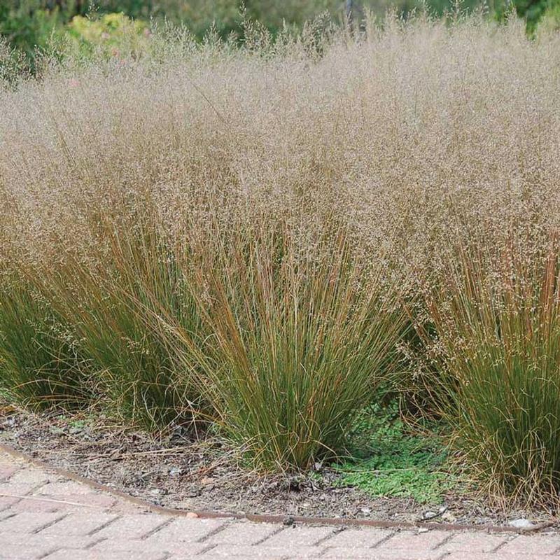 Sporobolus heterolepis Tara