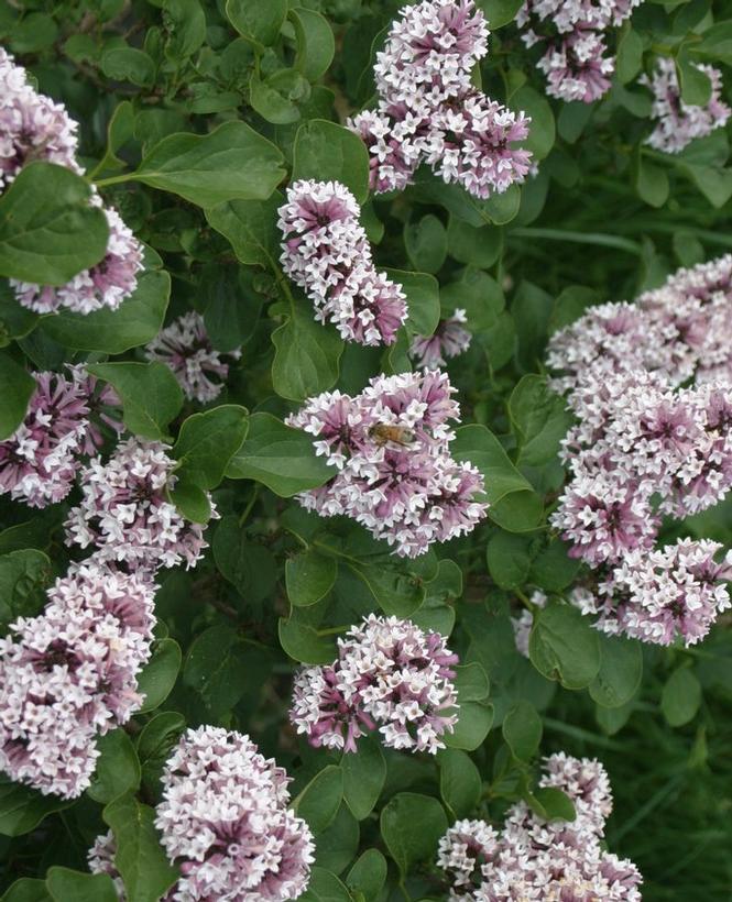 Syringa x SMNSDTP