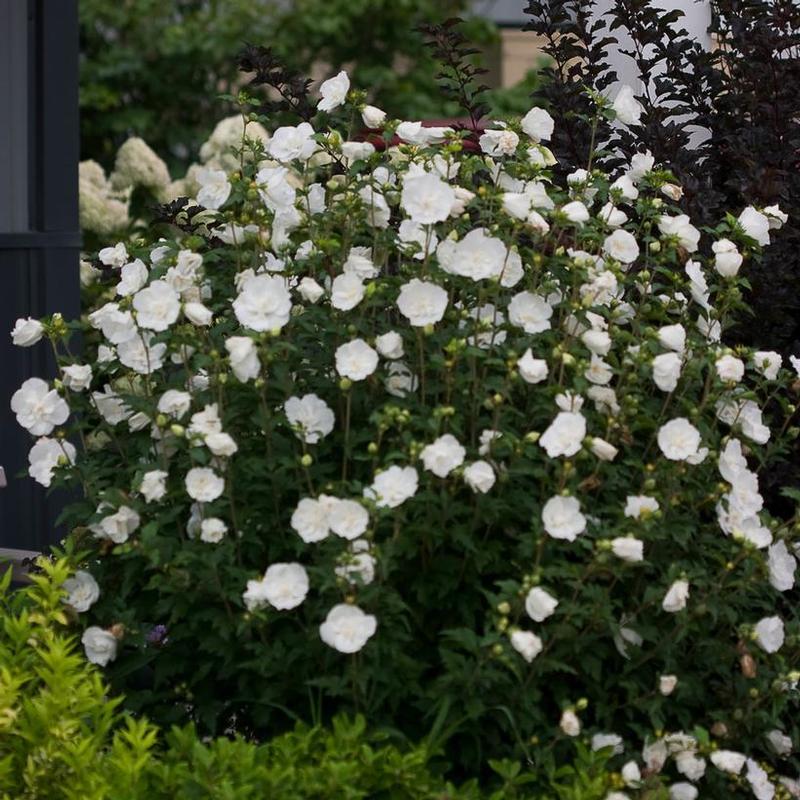 Hibiscus syriacus Chiffon® Notwoodtwo