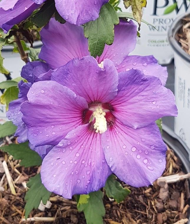 Hibiscus syriacus Minsybv3s01