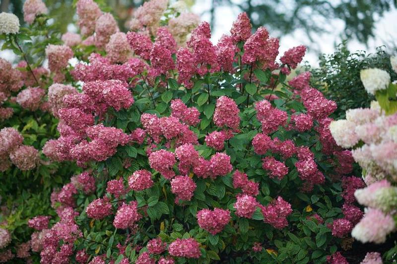 Hydrangea paniculata SMHPFL